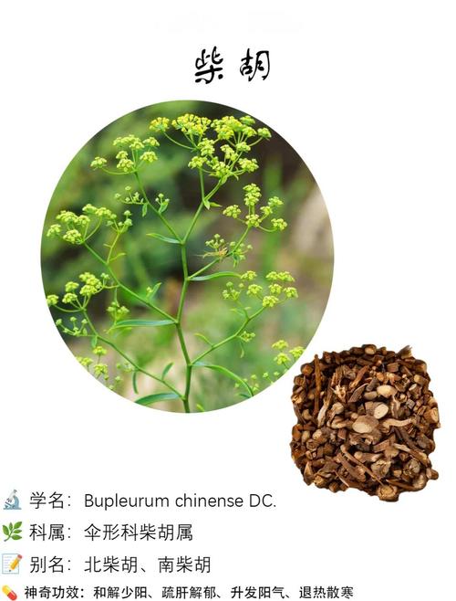 柴胡种植技术如何？亩收益多少？-图1