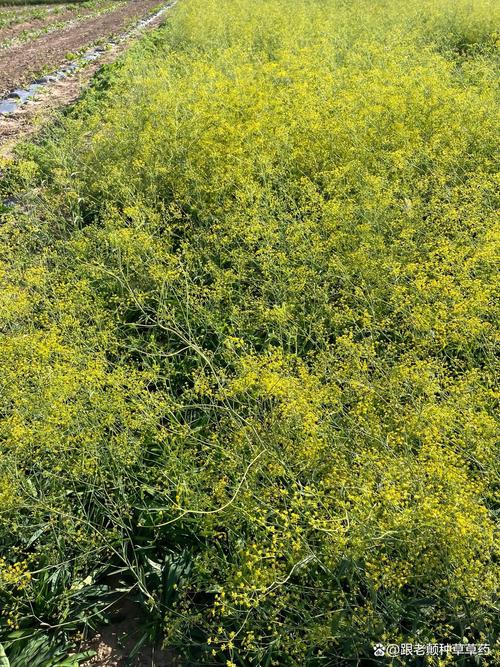 柴胡种植技术如何？亩收益多少？-图2