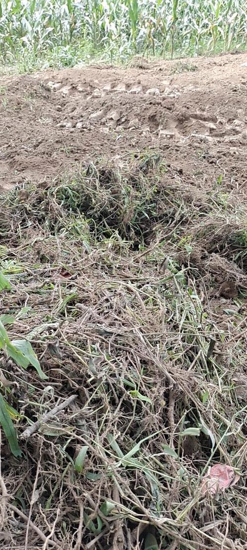 柴胡种植技术如何？亩收益多少？-图3