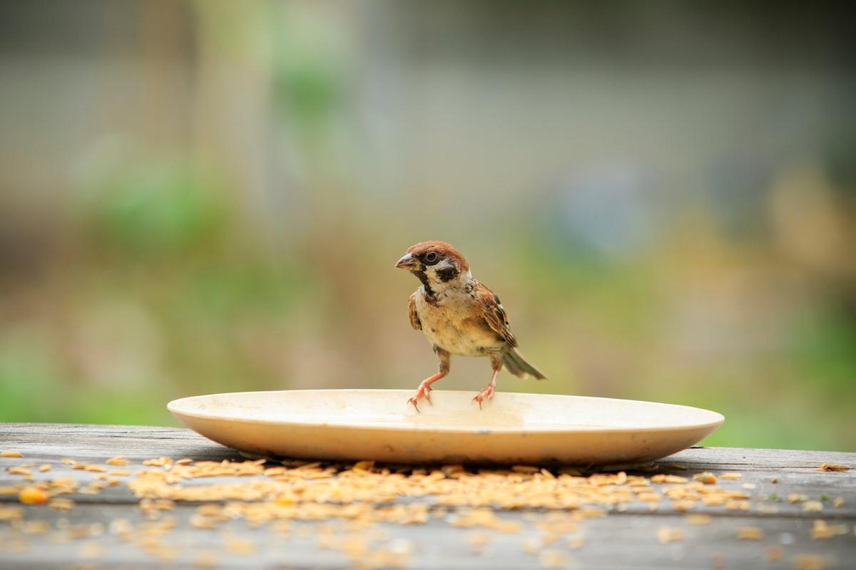 农广天地麻雀养殖技术-图3