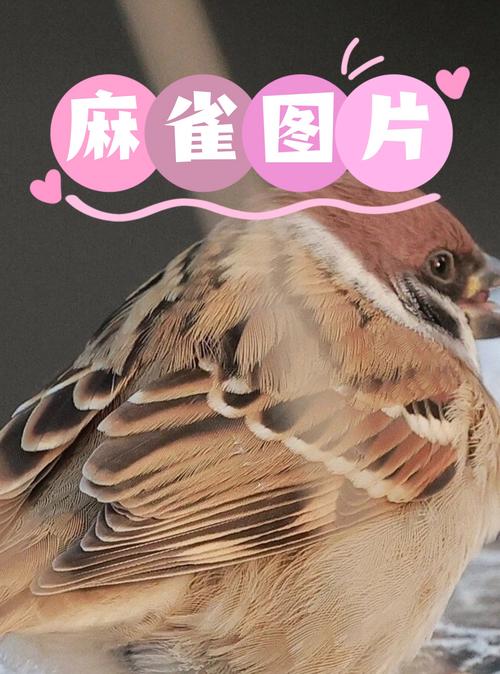 农广天地麻雀养殖技术-图1