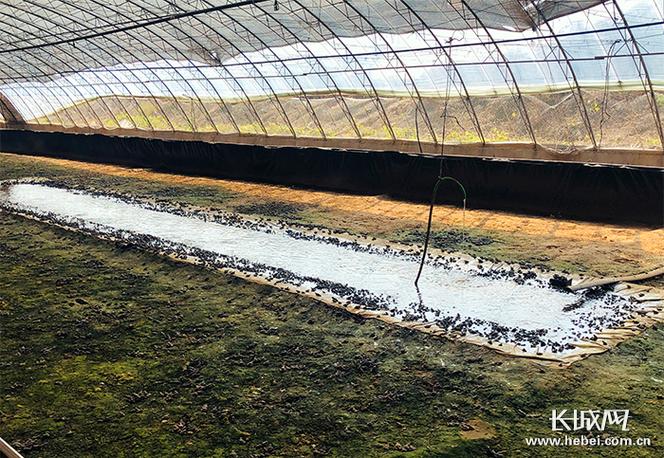 林蛙大棚高效养殖技术如何实现？-图2