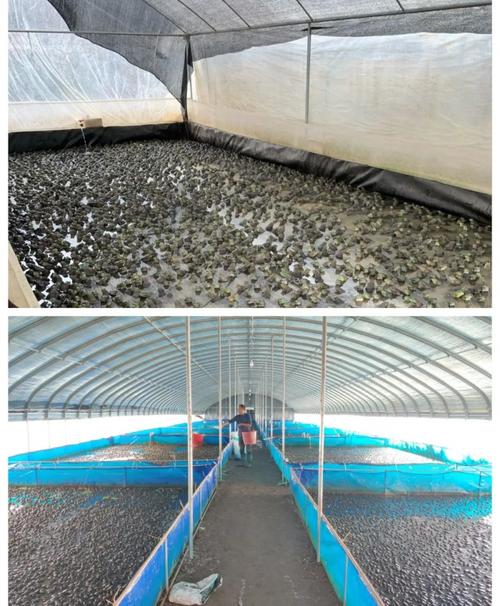 林蛙大棚高效养殖技术如何实现？-图3