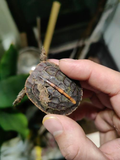 安徽黄缘龟苗今年价格-图2