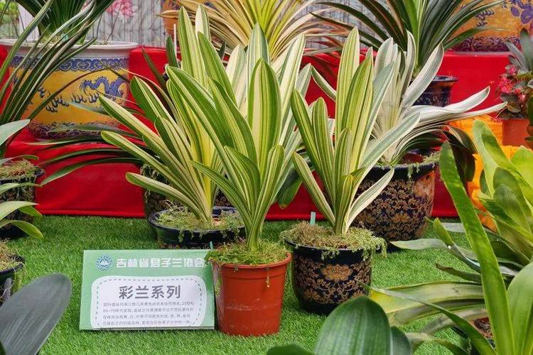 大型君子兰有哪些品种-图2