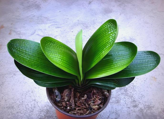 大型君子兰有哪些品种-图3