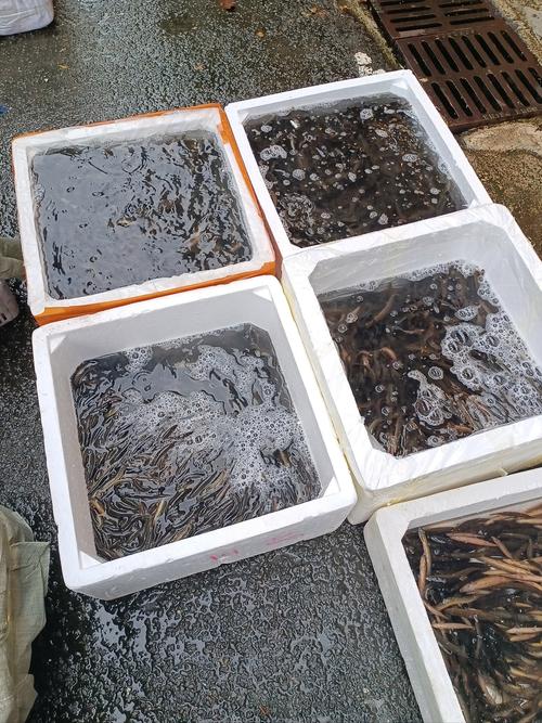 50斤泥鳅苗批发价多少？-图1