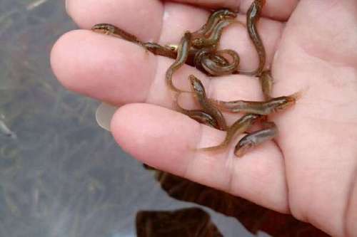 50斤泥鳅苗批发价多少？-图2