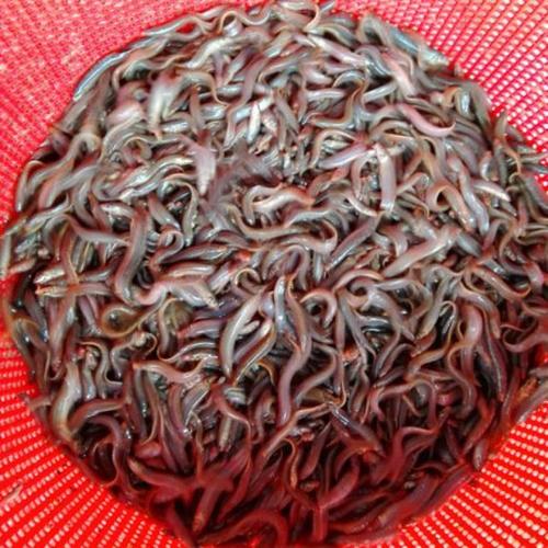 50斤泥鳅苗批发价多少？-图3