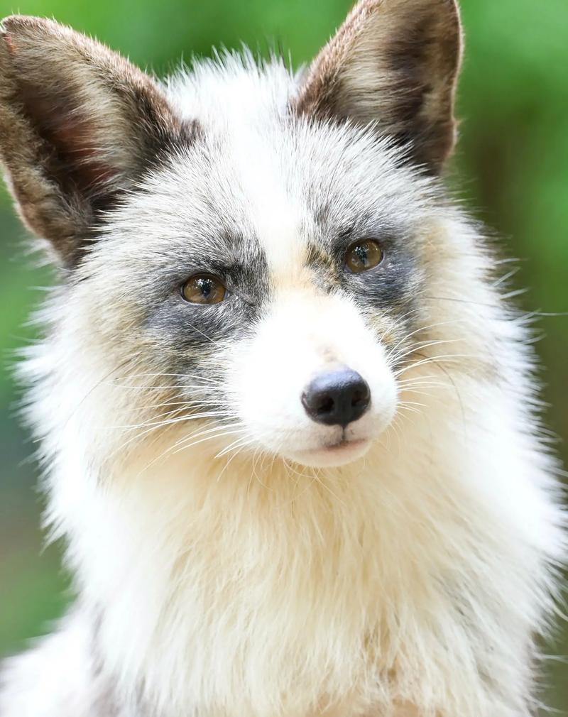 现在河北成品狐的价格-图3