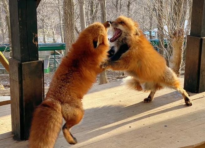 现在河北成品狐的价格-图2