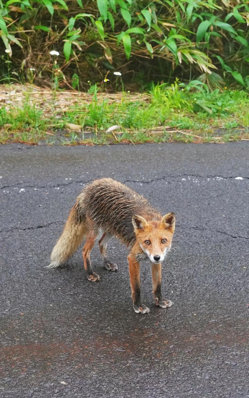 现在河北成品狐的价格-图1