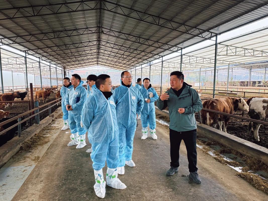 西门塔耳肉牛养殖技术要点有哪些？-图1