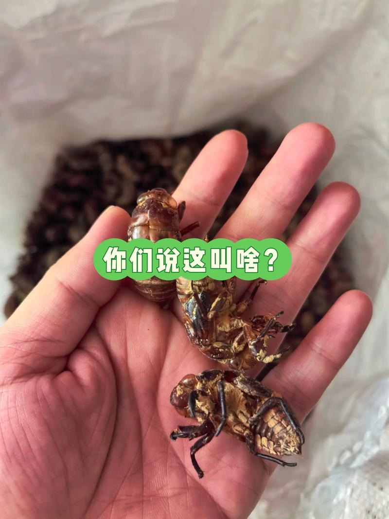 蝉蜕价格2025一斤-图1