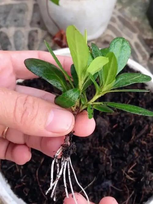 杜鹃花扦插2.0技术-图1