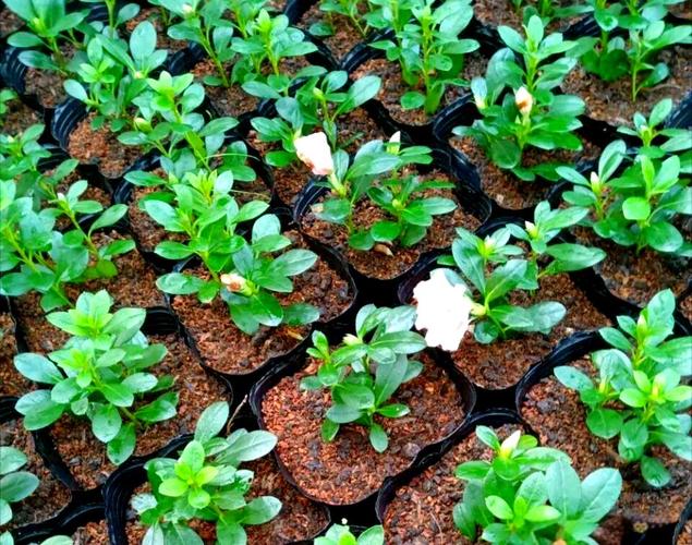 杜鹃花扦插2.0技术-图3