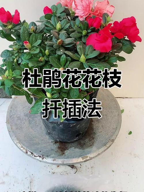 杜鹃花扦插2.0技术-图2