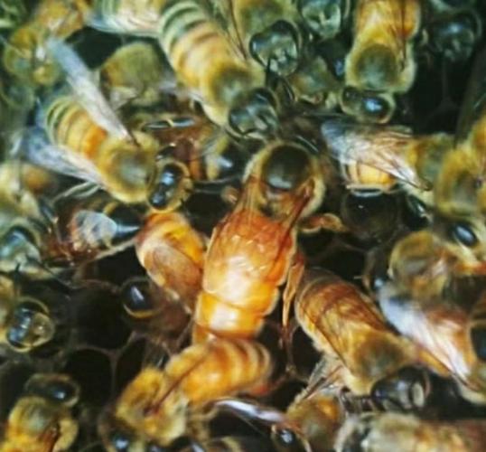 意蜂哪个品种盗性最强？-图2