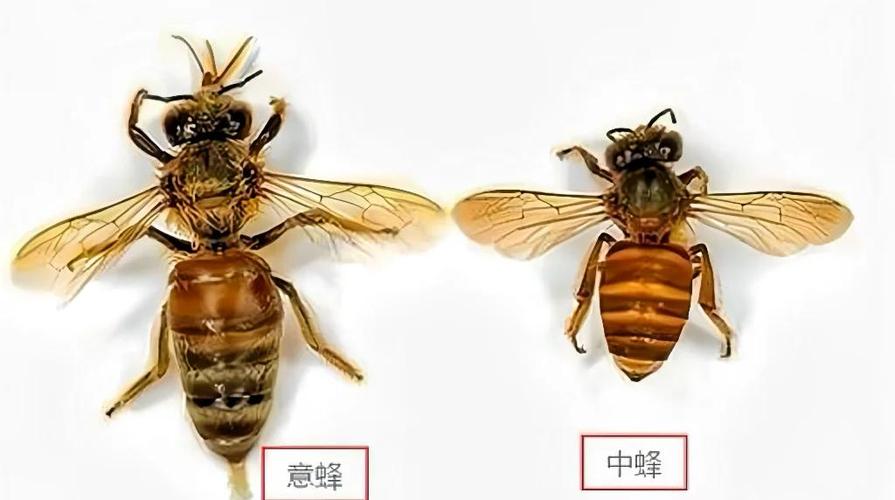 意蜂哪个品种盗性最强？-图1