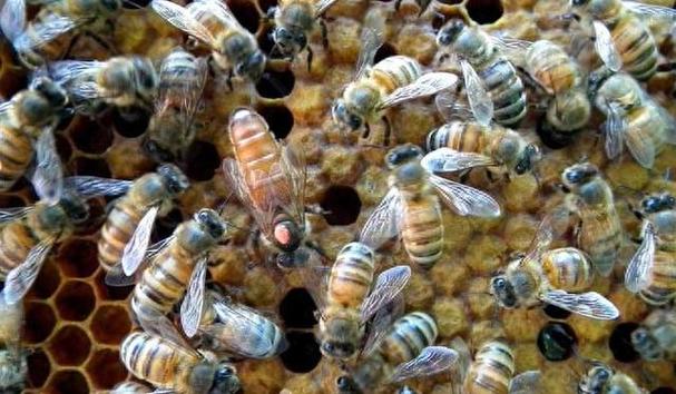 意蜂哪个品种盗性最强？-图3