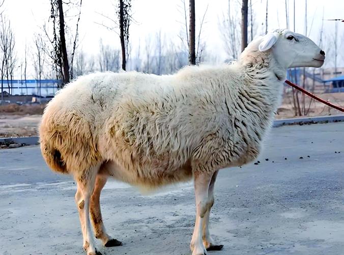 我国培育的绵羊新品种-图1