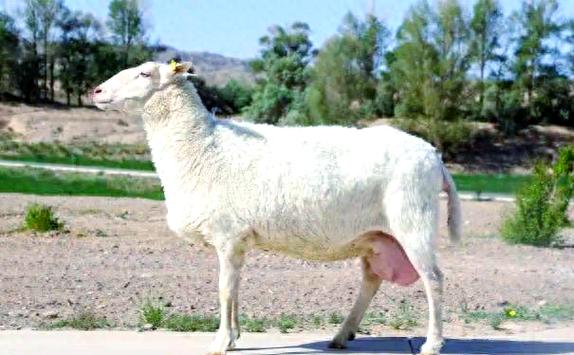 我国培育的绵羊新品种-图2