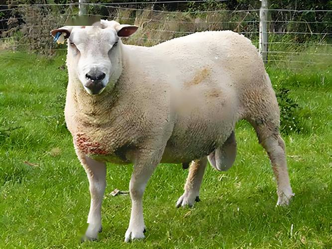 我国培育的绵羊新品种-图3