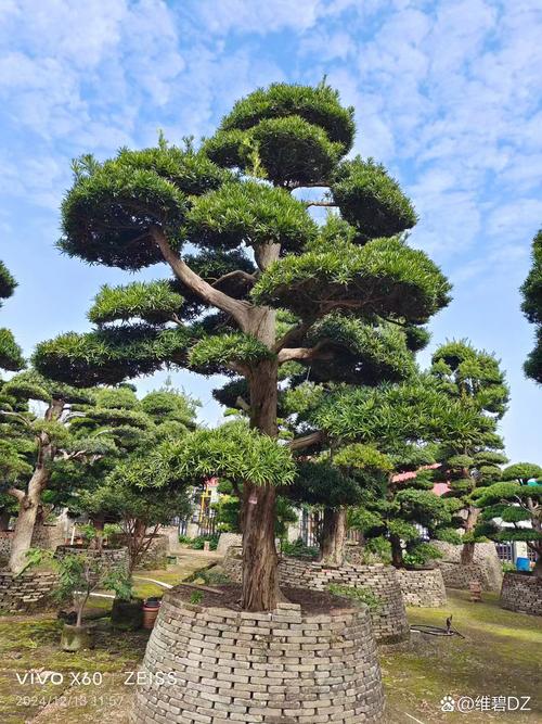 罗汉松哪个品种颜值最高？-图3