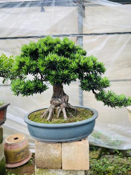 罗汉松哪个品种颜值最高？-图1