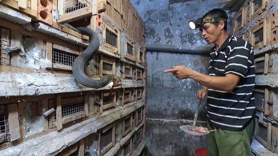 野外养蛇技术视频全集，新手能学会吗？-图1