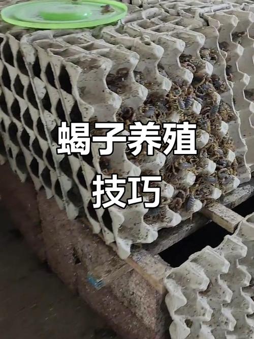蝎子养殖技术与前景如何？-图3