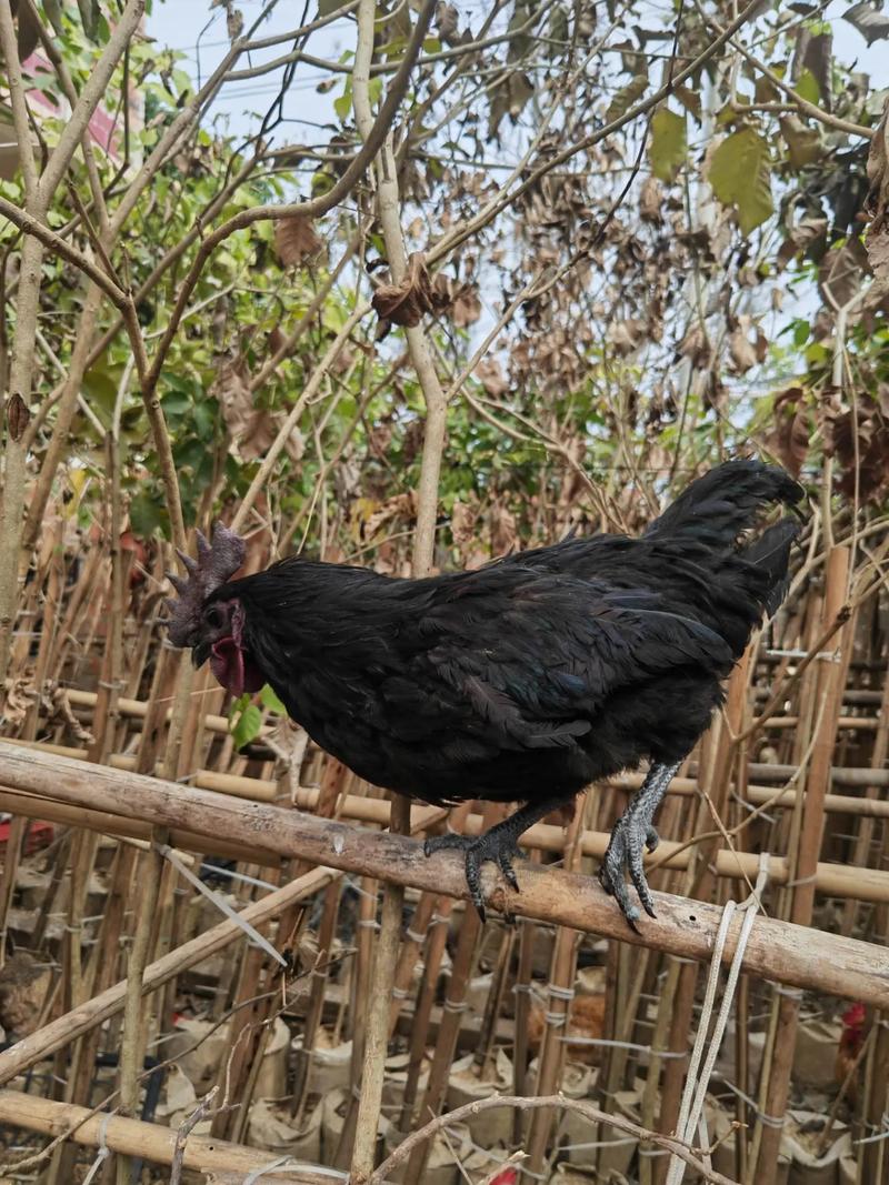 山林散养乌鸡主要技术-图2