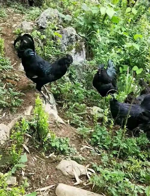 山林散养乌鸡主要技术-图1