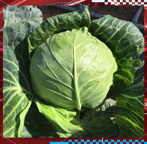 什么样的甘蓝品种好卖-图1