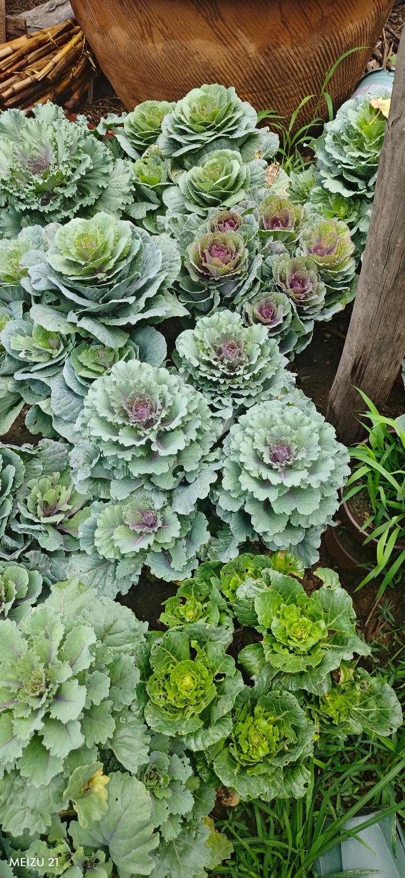 什么样的甘蓝品种好卖-图2