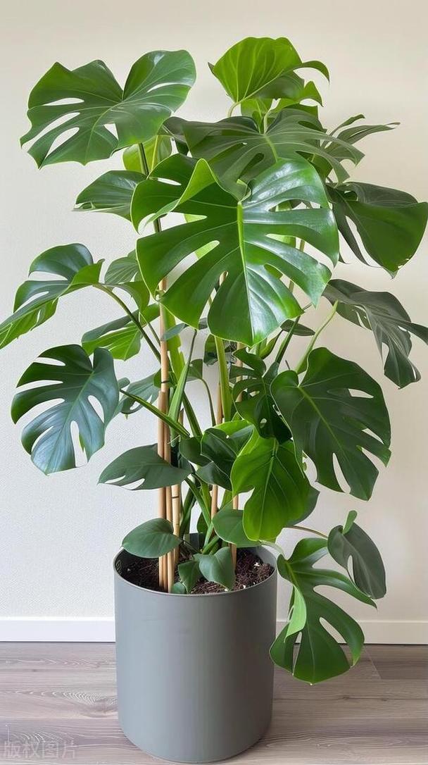 龟背竹品种有哪些？附图片详解！-图3