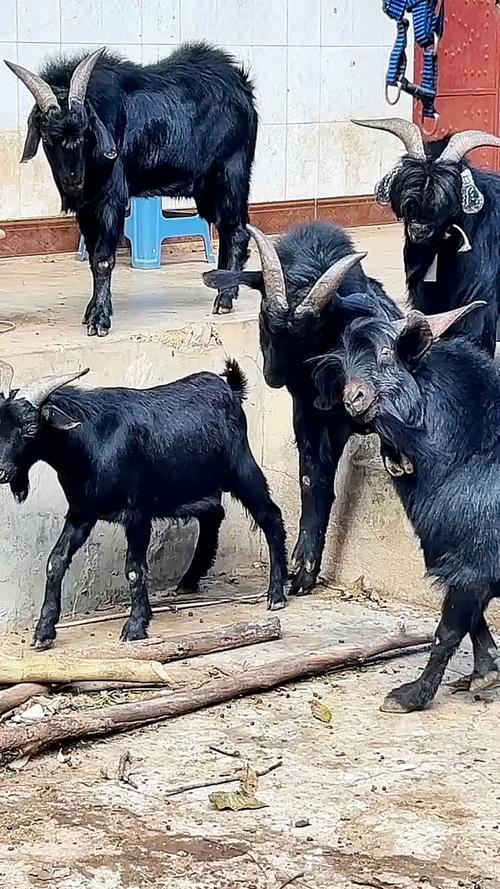 贵州黔东南黑山羊品种-图2