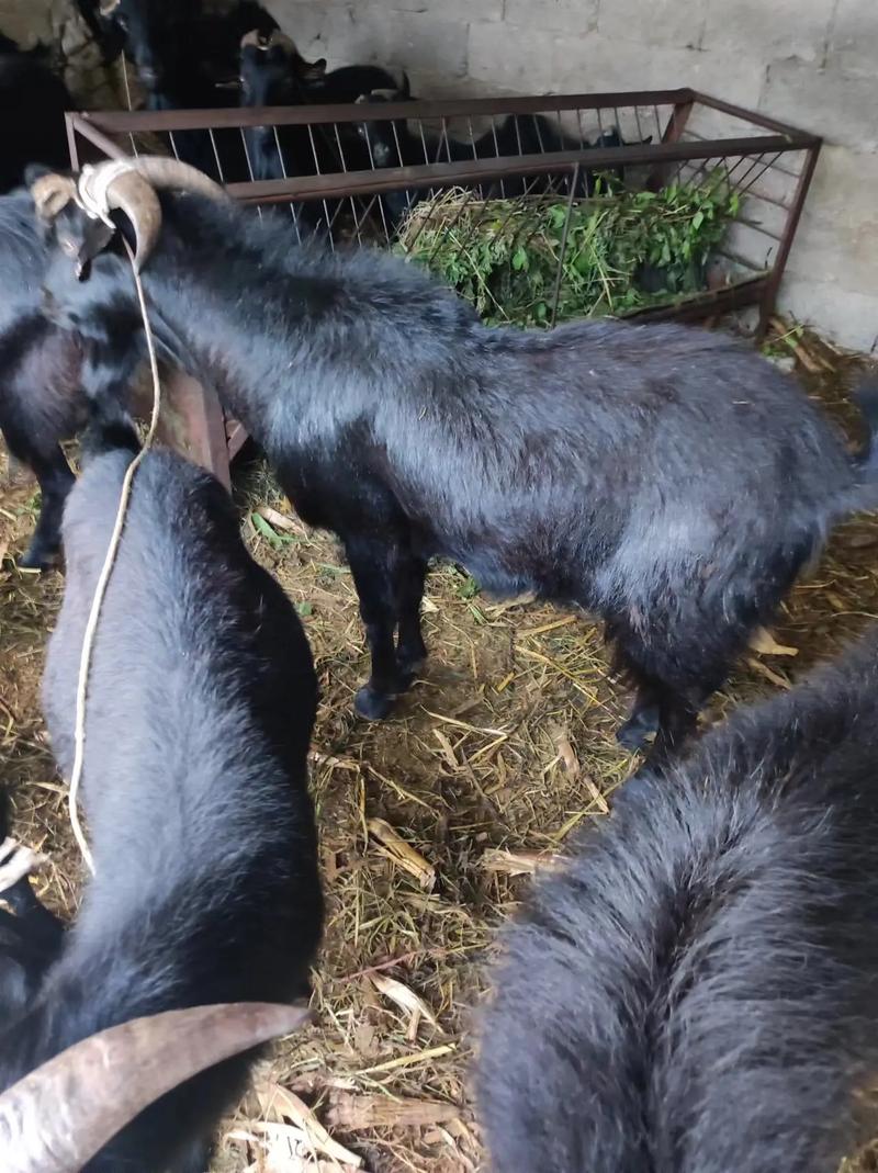 贵州黔东南黑山羊品种-图3