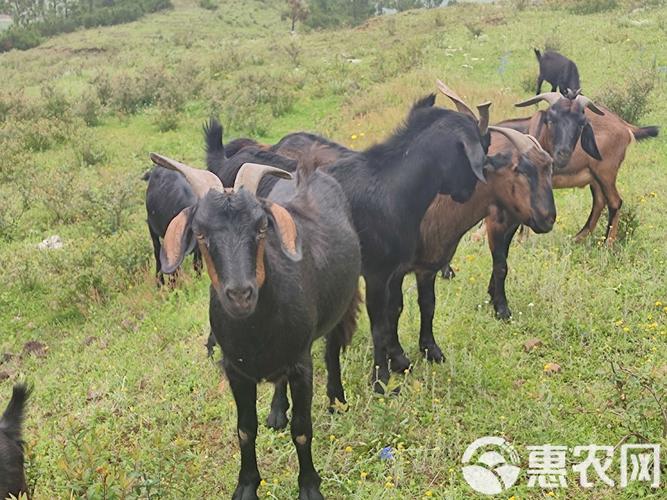 贵州黔东南黑山羊品种-图1
