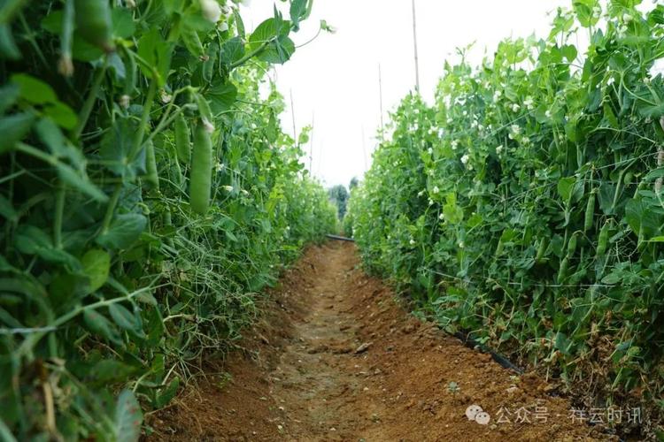 北方豌豆种植技术视频-图1