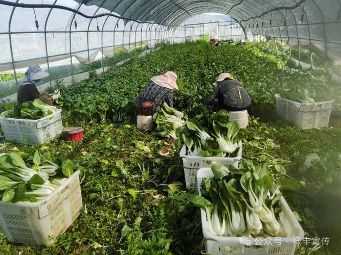 春季白菜种栽视频，关键步骤有哪些？-图1