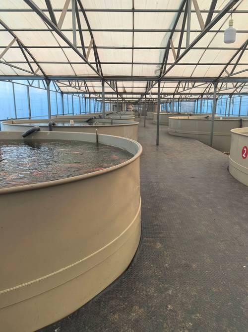 内地循环水养海鲜技术-图1