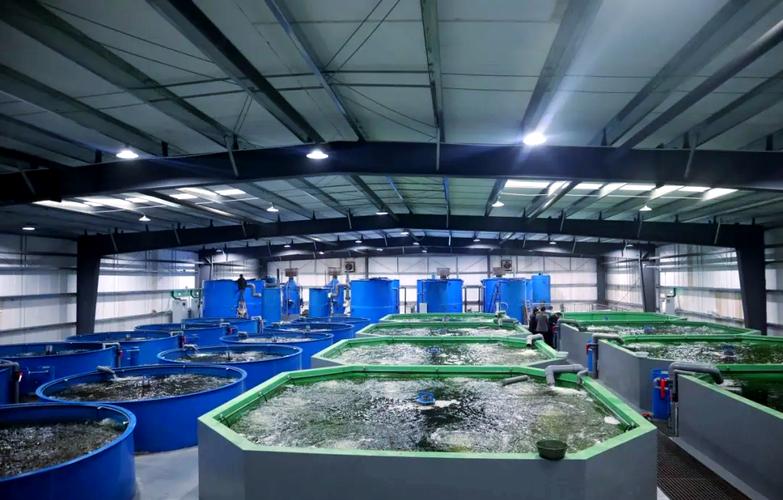 内地循环水养海鲜技术-图2