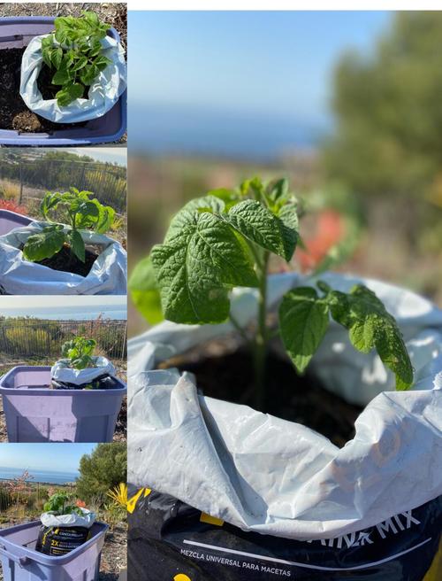 番茄微肥怎么施？视频教你关键技术-图2