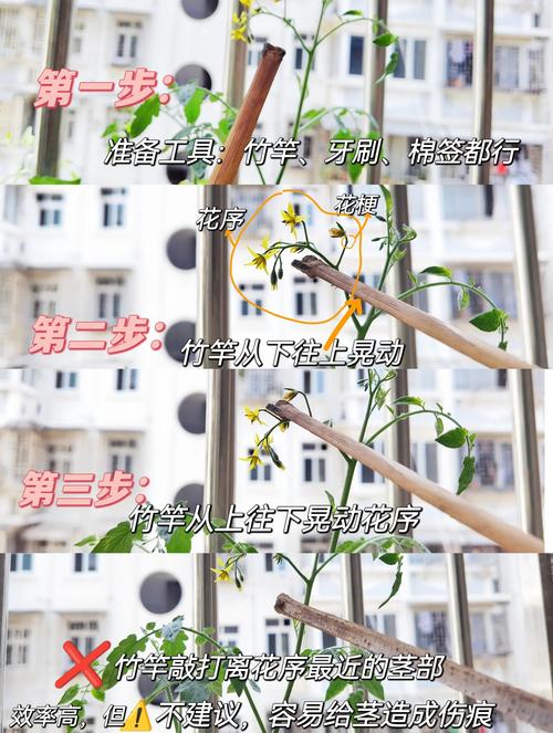 番茄微肥怎么施？视频教你关键技术-图3