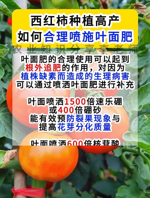 番茄微肥怎么施？视频教你关键技术-图1