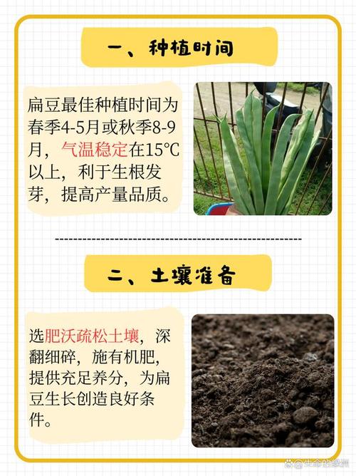 扁豆种植密度如何科学把控？-图1