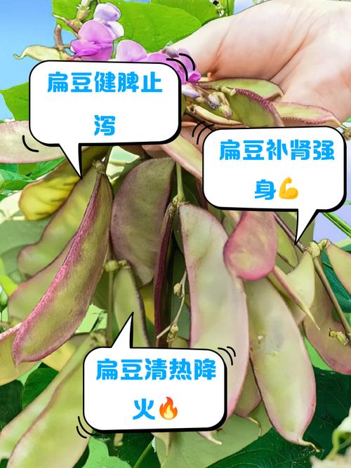 扁豆种植密度如何科学把控？-图2