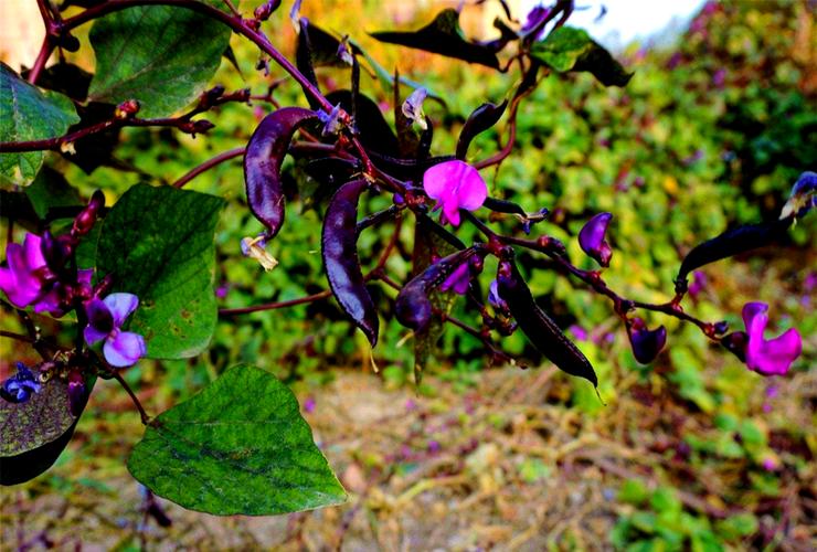 扁豆种植密度如何科学把控？-图3