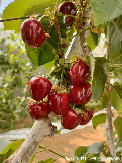 樱桃什么品种果实最的-图2